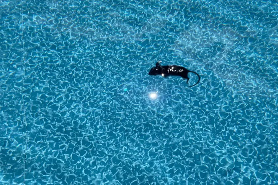 Mouse Floating in Swimming Pool