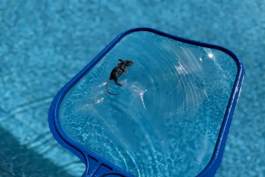 Mouse Removed from Pool with Skimmer Net