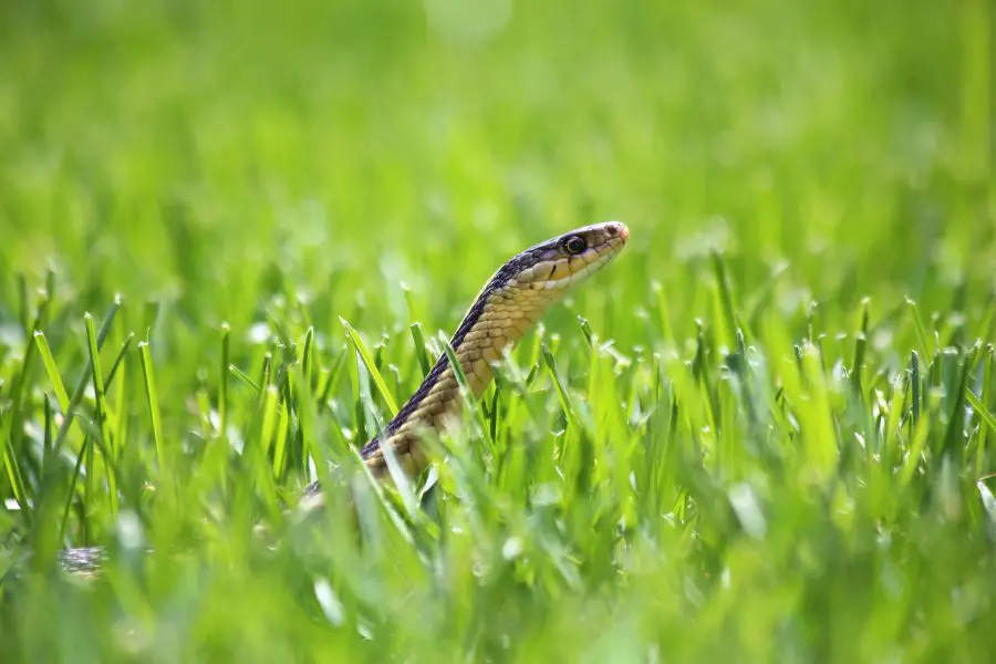 Snake in Grass Near Pool