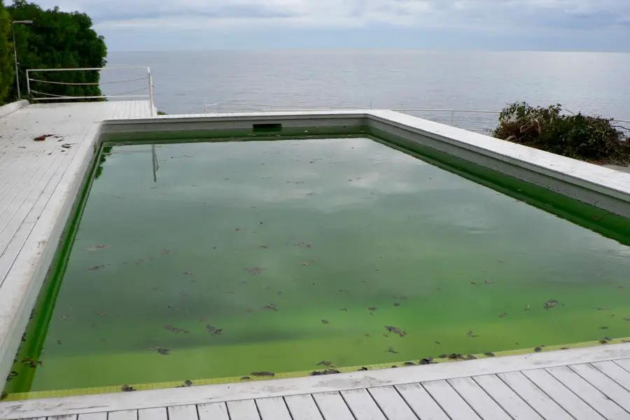 Algae Overnight in Swimming Pool