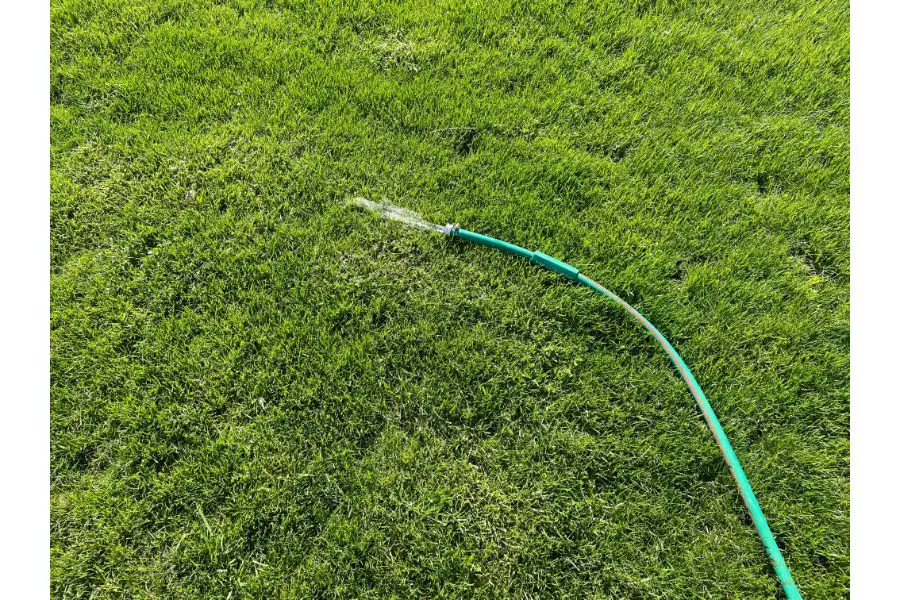 Draining Pool Water onto Grass with Hose
