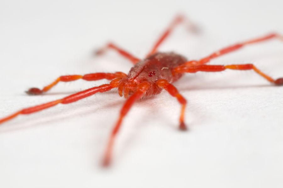 Red Spider Mite on Furniture
