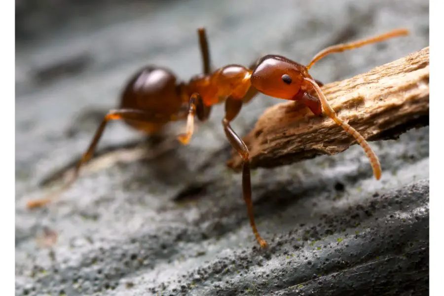 Ant Carrying Food