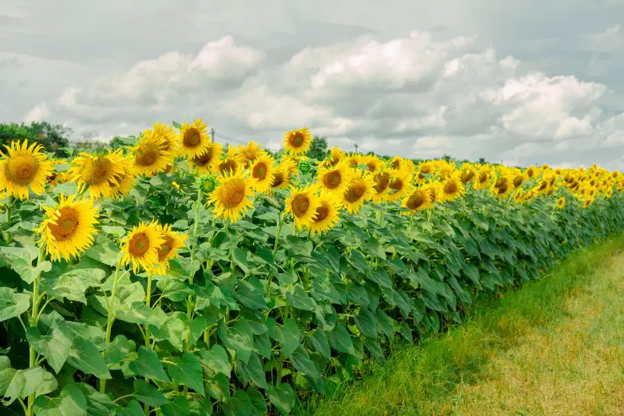 Sunflower Field for Shade