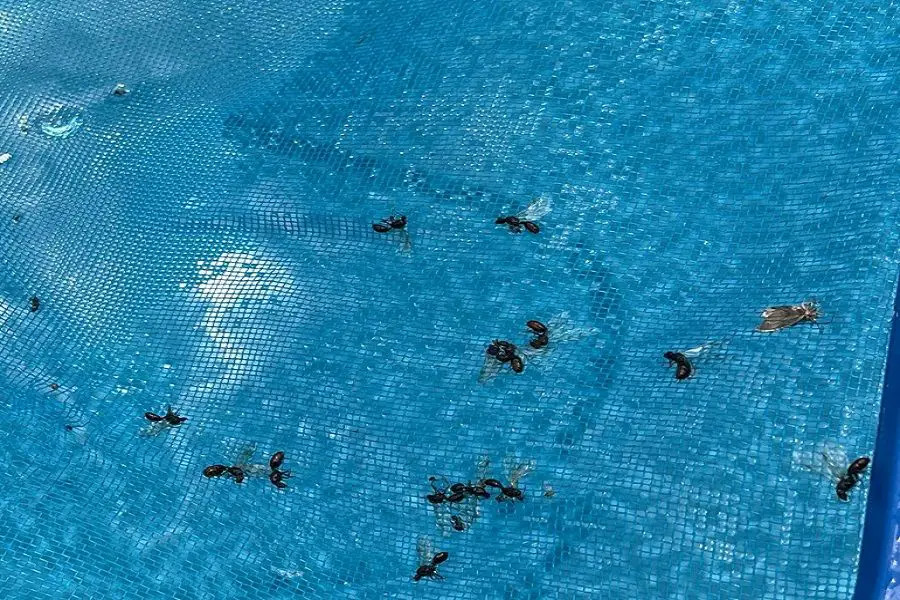 Flying Ants in Pool